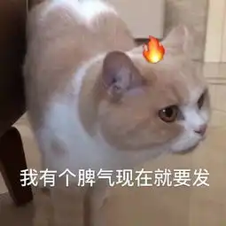  猫咪表情包合集我跟你讲,今天就必须带我吃火锅