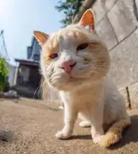  猫咪天生头大,看上去像被蜜蜂蛰了一样,太可爱了