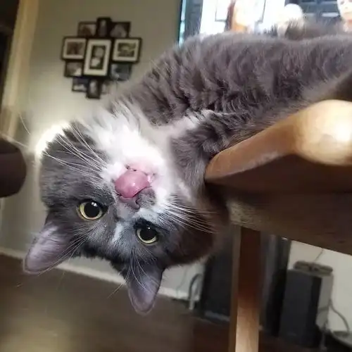 加菲猫表情包小视频发射