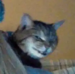  把家里变成撒哈拉沙漠后,猫咪累瘫睡到翻白眼