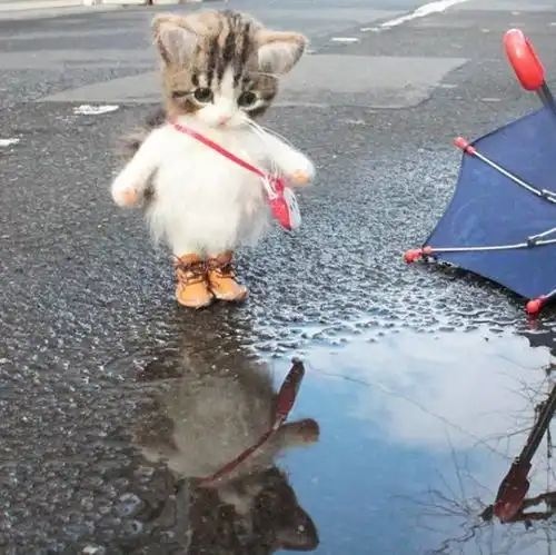 一个萌字贯穿了一生的小猫咪 一个萌字贯穿了一生的小猫咪