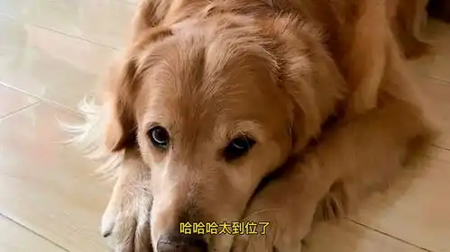 特别会生气的表情包金毛