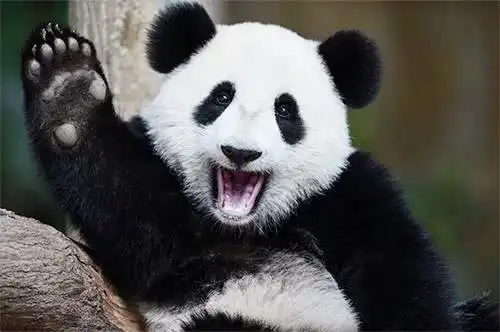  大熊猫看到玩偶后,那表情真是绝了网友果然颜值高的一起玩