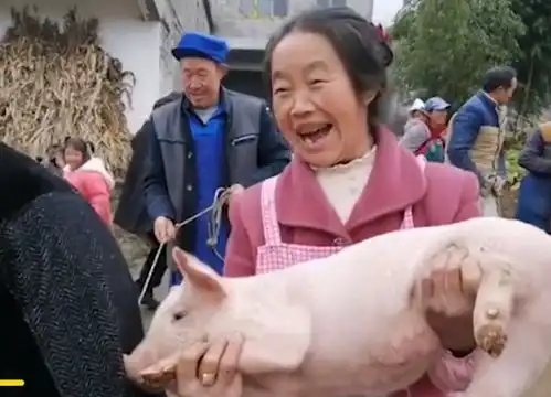  云南一山村小学奖励优秀学生每人一头小猪,家长领到小猪表情亮了