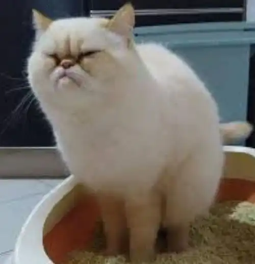  我家猫一拉屎,就彻底变了一个画风
