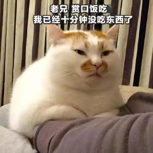  今日份表情包