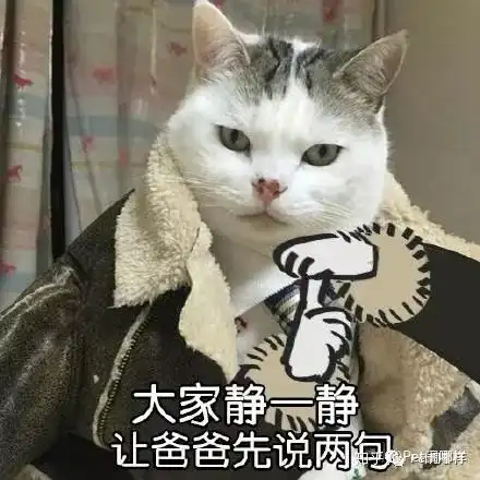 小猪喊到一系列表情包表
