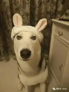  哈士奇摆出丑陋表情,只为衬托主人的美丽,黑它,你好意思吗