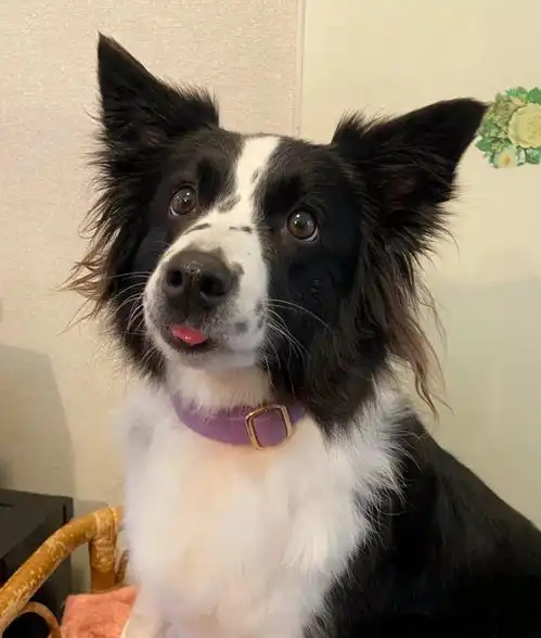  换了新车载狗子出去玩,边牧直接开心到飞起...表情超夸张