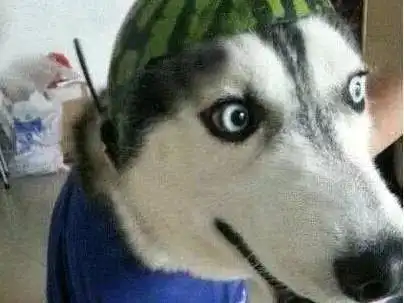  养一只二哈跟养一只不二的汪到底有什么区别