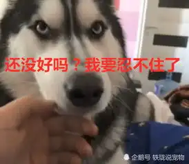  主人拿哈士奇练习把妹动作,它没忍住露出一个表情,网友是纯种