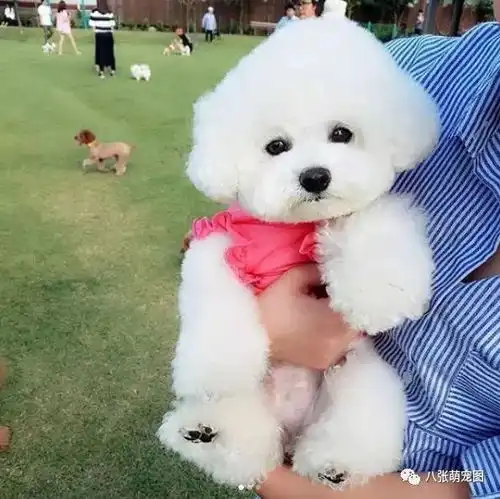  棉花糖界的表情包怎么现在狗子们除了卖萌还要拼演技了