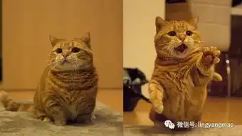  短腿猫爪爪开花表情夸张要罐罐,可爱样子萌翻网友