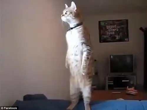  表情现实版加菲猫站立1分钟远眺神情忧郁中国搜索河南表情
