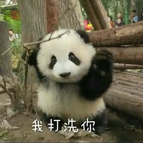 生气熊猫表情包动图干饭