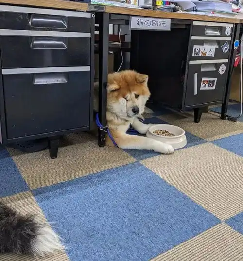  秋田吃饭时突然露出这个表情,很是让人心疼