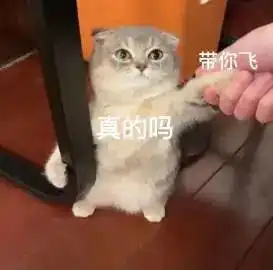 我中国猫可不是好欺负的第289期喵表情 我中国猫可不是好欺负的第289期喵表情