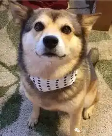  任何狗遇到基因强大的哈士奇后,这画风辣眼睛