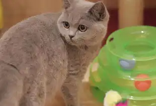 猫咪满地蹭痒,猫咪痒痒怎么办 猫咪满地蹭痒,猫咪痒痒怎么办