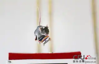 豚鼠特工队表情包火圈