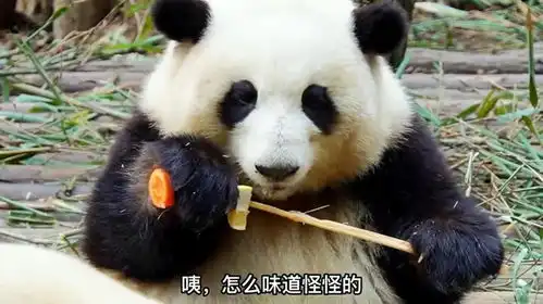  花花不小心吃到柠檬表情简直是太萌了