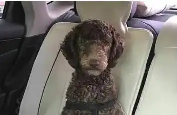 把狗狗托付给父母照料,可结果这是变了一个新物种吗 把狗狗托付给父母照料,可结果这是变了一个新物种吗