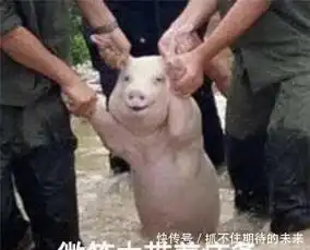 猪被打表情包台风
