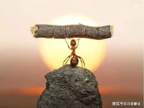  赢家的逻辑人生如战场,要懂得筹谋规划,见机行事是失败者的战斗方式