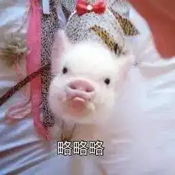  萌宠表情包小哥哥,你说什么
