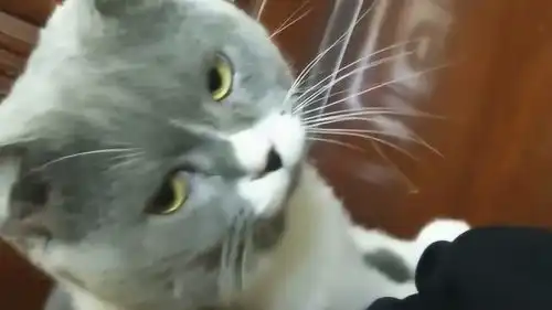 捂脚表情包猫咪