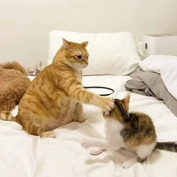 橘猫打了下小猫的头,下一秒就被回了一拳,看来也不好惹 橘猫打了下小猫的头,下一秒就被回了一拳,看来也不好惹