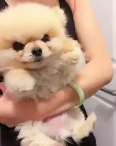  主人是不是欠了狗子八百包小饼干这表情是要准备打架了吧