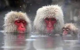  瞧瞧日本温泉猕猴的幸福生活