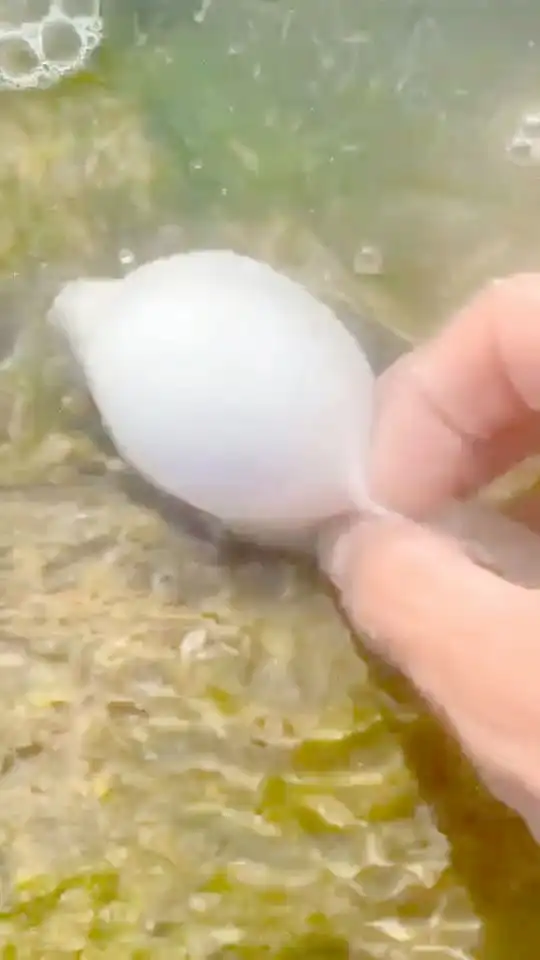  爱生气的河豚,特别是你碰它的肚子,它会超级生气