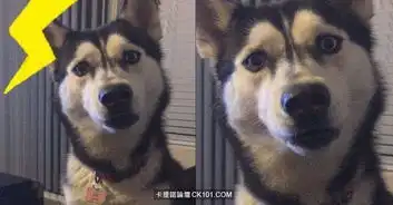  主人把汉堡全吃光没给二哈留一口,二哈表情超搞笑