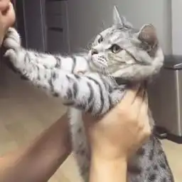  猫咪被主人强吻,着急立马伸出爪子阻止,拒绝的表情把人萌出血