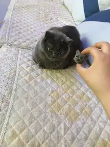  主人用蓝猫的毛做了一个猫毛毡,担心它会嫌弃,猫咪表情让人笑喷