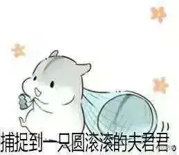  抖音小仓鼠高清无水印表情包合集超萌