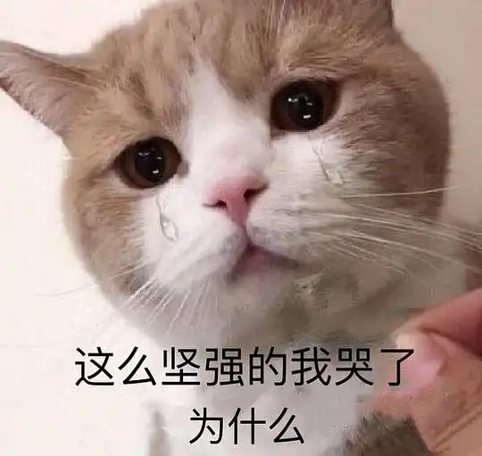  玫瑰沾白糖的相册天使猫猫的表情包