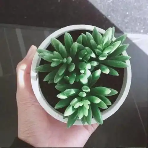  温柔可爱的早安文案