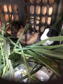  豚鼠特工队