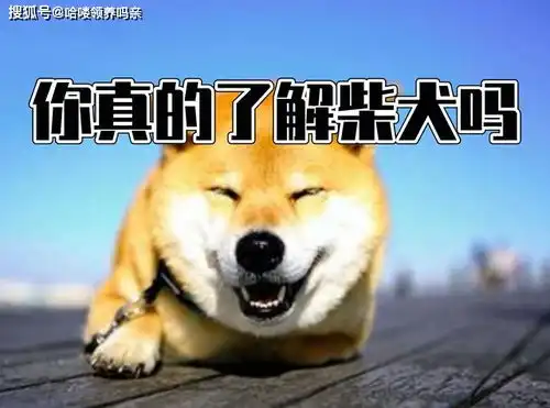  最戏精的狗狗之一柴犬,让人迷恋的绝不止微笑和表情包