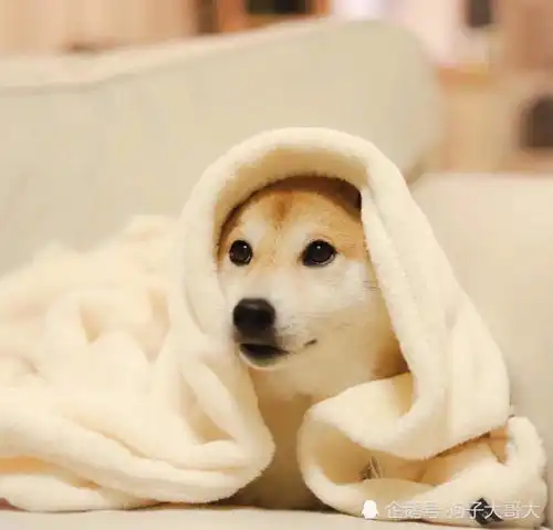  秋田犬只是大一号的柴犬不对它们是2个犬种啊
