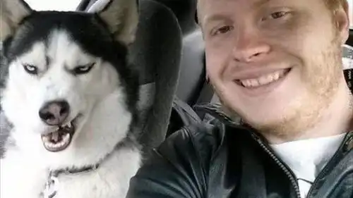  拜托给人家一点肉肉二哈超可爱的搞笑照片都让人边笑喷边融化