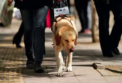  导盲犬一生为别人当眼睛,却在很多场合,还被当作累赘