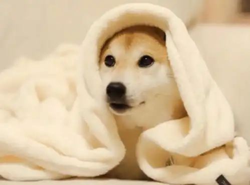  狗淋雨感冒了吃什么药