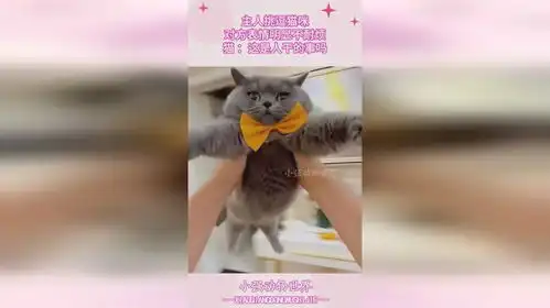  主人挑逗猫咪,对方表情明显不耐烦,猫这是人干的事吗