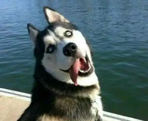  你真的了解哈士奇吗