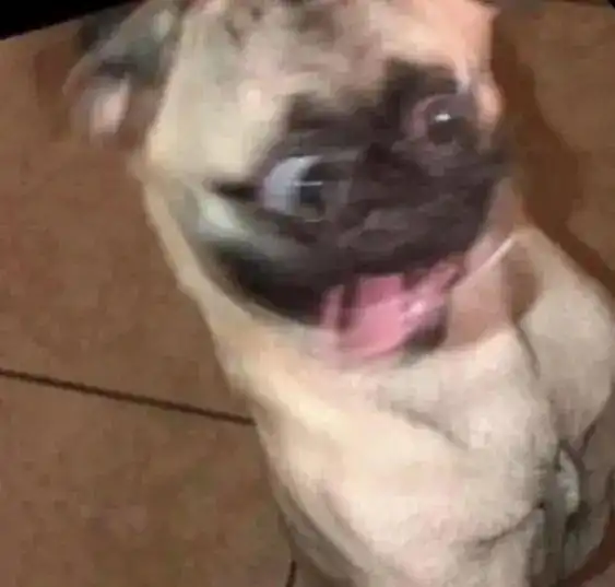  开心到模糊的搞笑狗狗