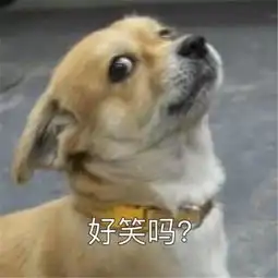  狗狗睡着觉莫名其妙地抖了起来,突然流出的一股清流,惊呆了主人